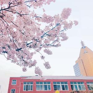 这是我最后一次去看樱花