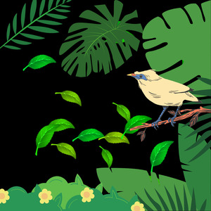 Kicau Burung Sikatan Londo