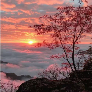 鸭子步的小曲 (1.15x)