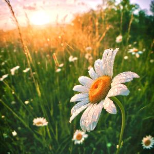 下一个天亮（cover：郭静）