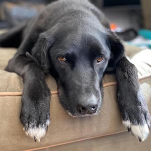 Guinness
