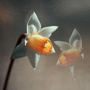 Narcissus