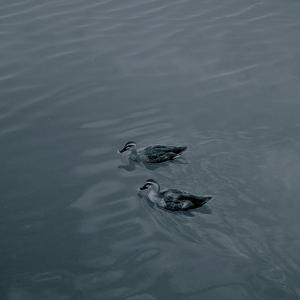 沉默的波莎露娃