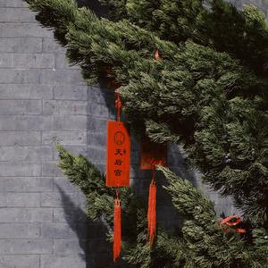 睡眠与学习-白噪音-森林里的声音-虫鸣和鸟叫17