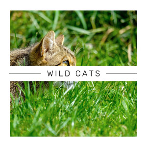 The Cats Taking a Moment at the Sofa