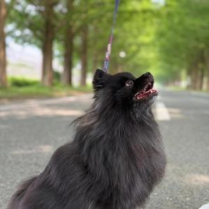 きみは太陽！ポメラニアン