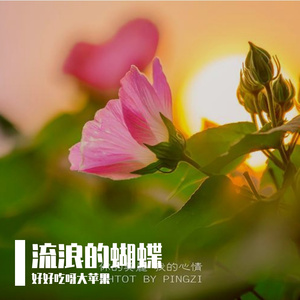 流浪的蝴蝶  演唱版