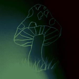 Prosopocoilus Goliathus