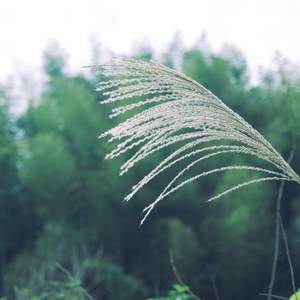 夜的萤火虫 (铃铛曲)