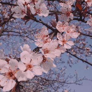 《韶华》爱尔兰哨笛版