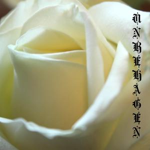 Weiße Rose (White Rose)