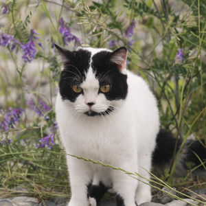 真実子のテーマ