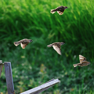 清心 解郁 明神