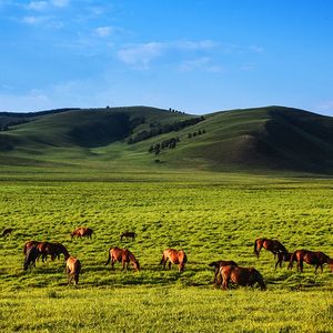 蒙古民歌《薇藤花》Үйтэн Хуар / Üiten Huar / Uiten Huar