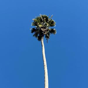 苍山负雪（Snowy Peak）
