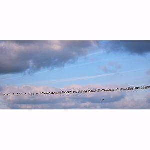 I LOVE YOU/BIRDS OF A FEATHER