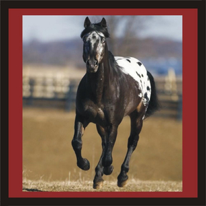 Appaloosa