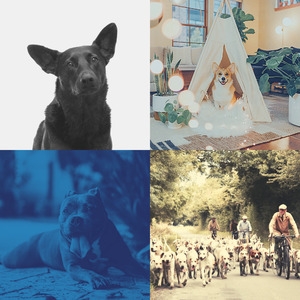 一尘不染小狗印象数