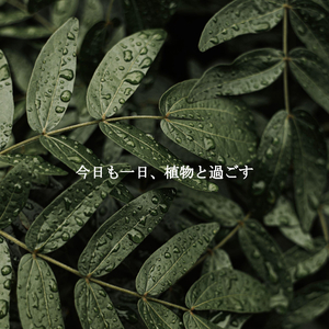 Sumptuous Moods for Cool Trips