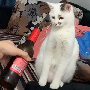 想你呢