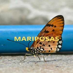 Mejor Contigo