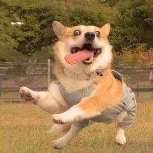 八荒