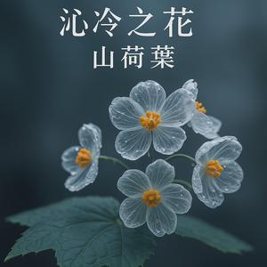 沁冷之花 山荷葉