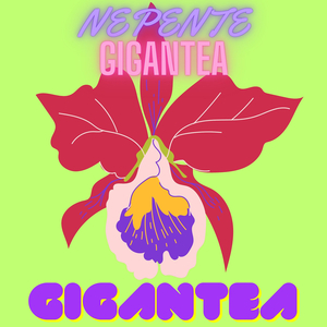 Geoplana Gigantea