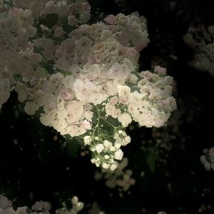 Blossom Rain Farewell（kensuke ushio）