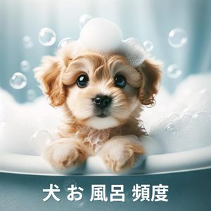 犬と夕暮れサンセット