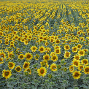 Ain't Nobody Listening