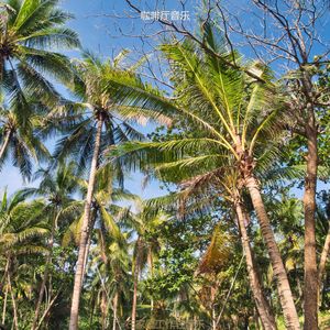 适合办公事务快活的音乐