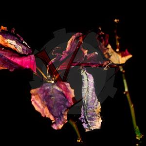 Flora