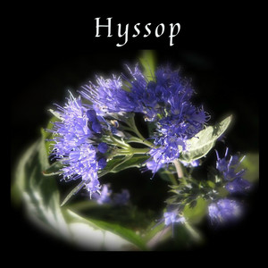 Hyssop