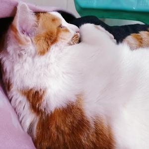 ハレハレヤ（朗朗晴天）（翻自 v flower）