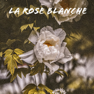 La Rose blanche