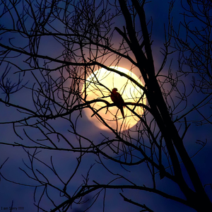 here's Only One In The World (Relaxing Piano Music Version)