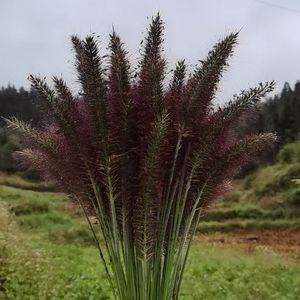 翠竹摇曳清风徐来