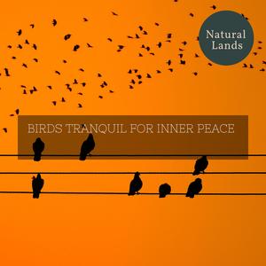 Danky Evening Forest