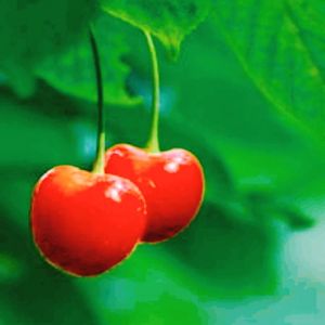 等你的季节【2024夏】