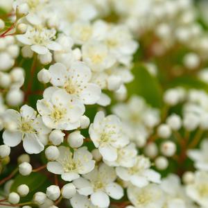 脑神经的轻柔交响（钢琴曲）