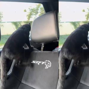 kittycat