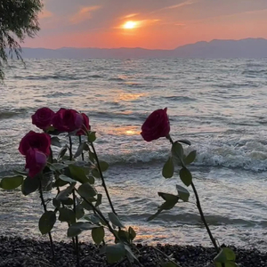 爱终究是场赌注