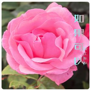 怎会有人知你的苦