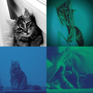 微妙的睡猫心情