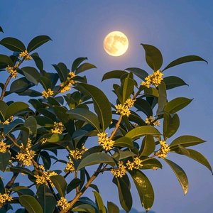 丽娜，夏日难忘的篇章