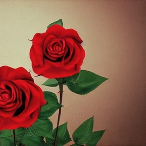 你是我的玫瑰花 (Live片段)