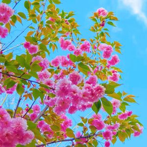 梦里飞花（纯音乐）