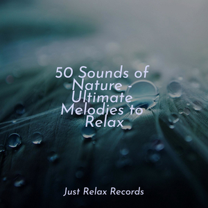 Enchanted Starlit Hush