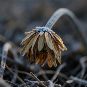 ga-eul-i wass-eul ttae